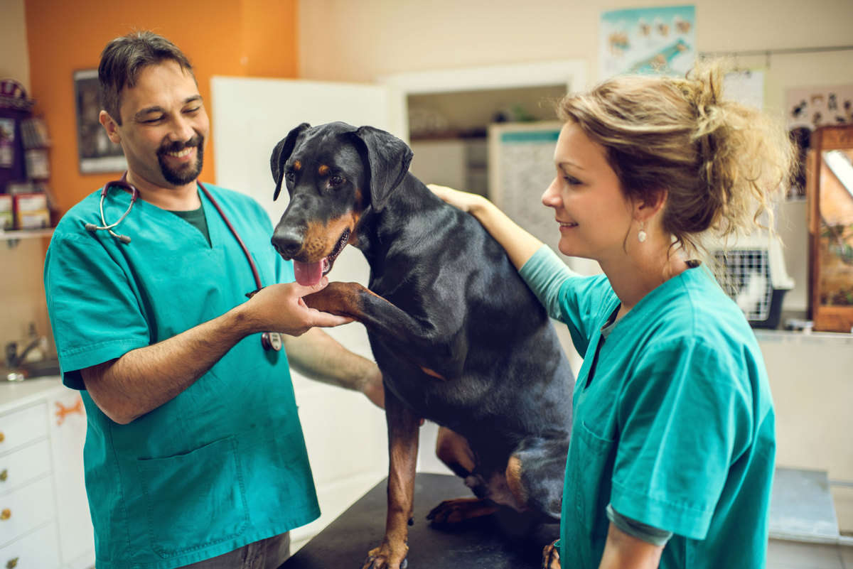 Veterinarian Practices