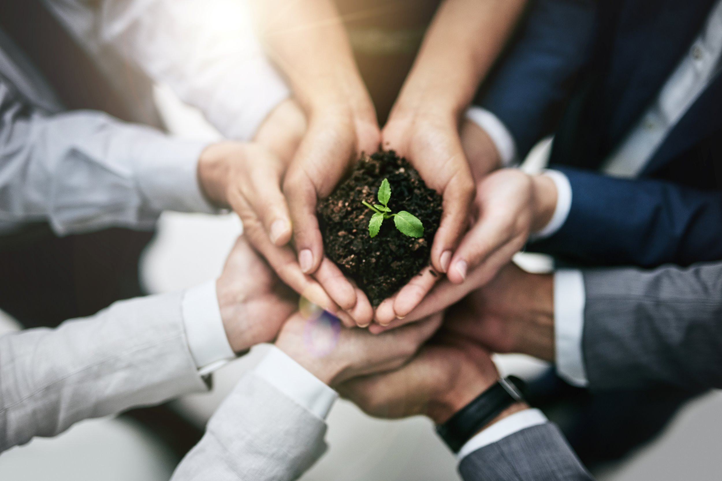a team of colleagues holding a plant growing out of soil