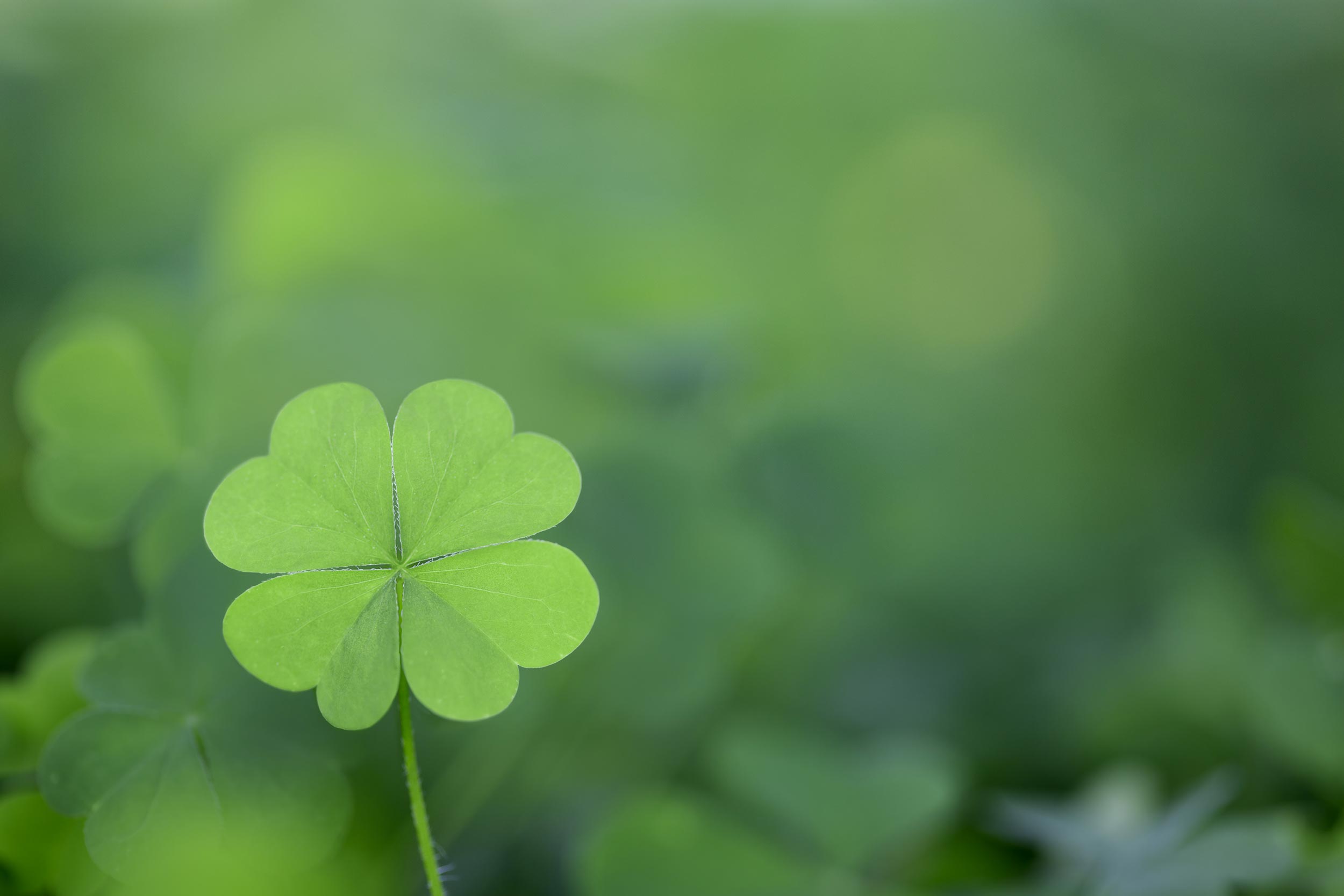 Four leaf clover representing luck, which shouldn't be relied upon for taxes