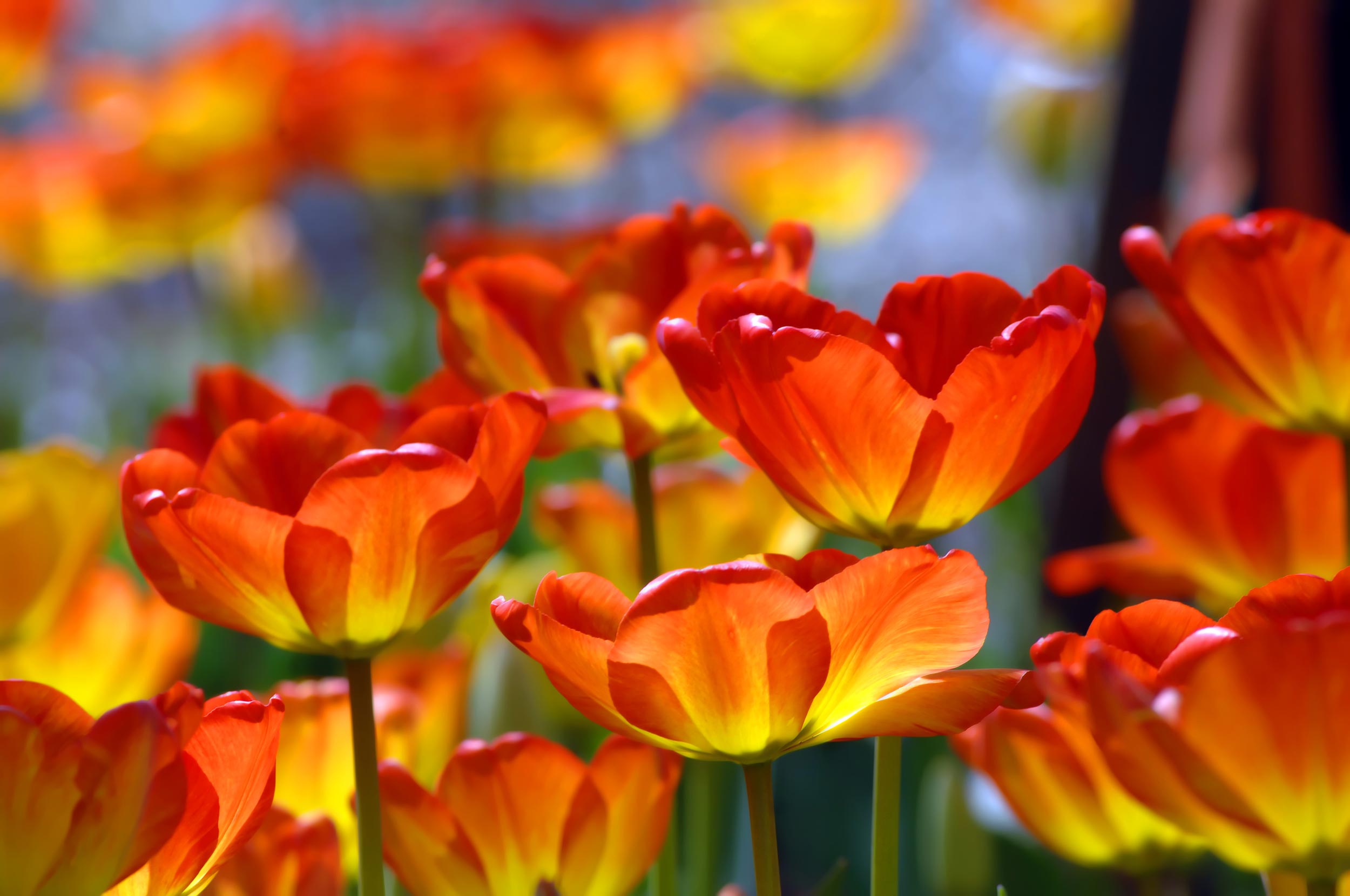 Flowers representing hope and recovery