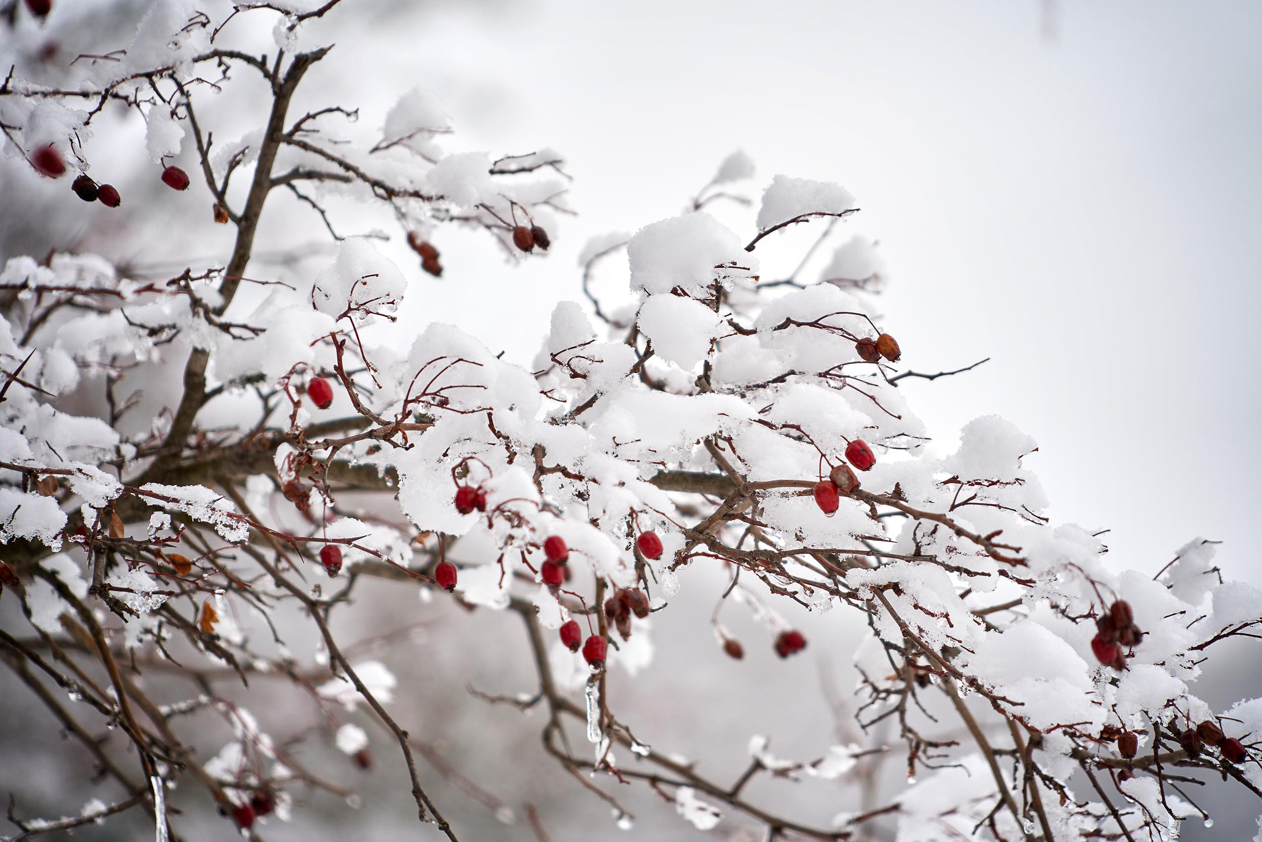 red berries under snow