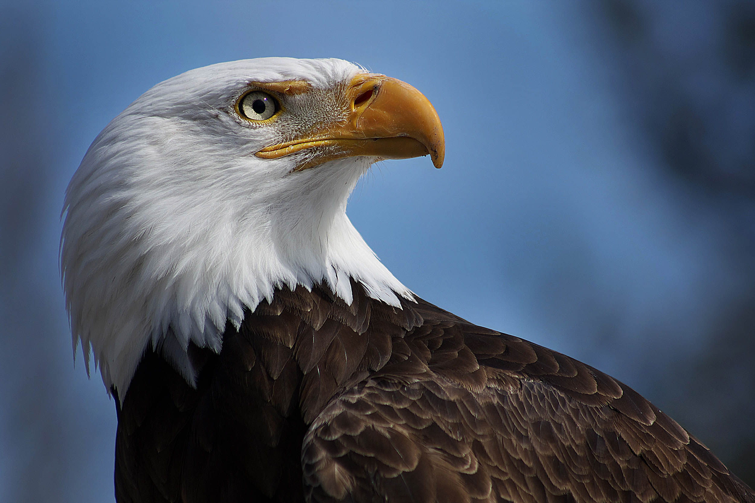 Bald Eagle representing federal law