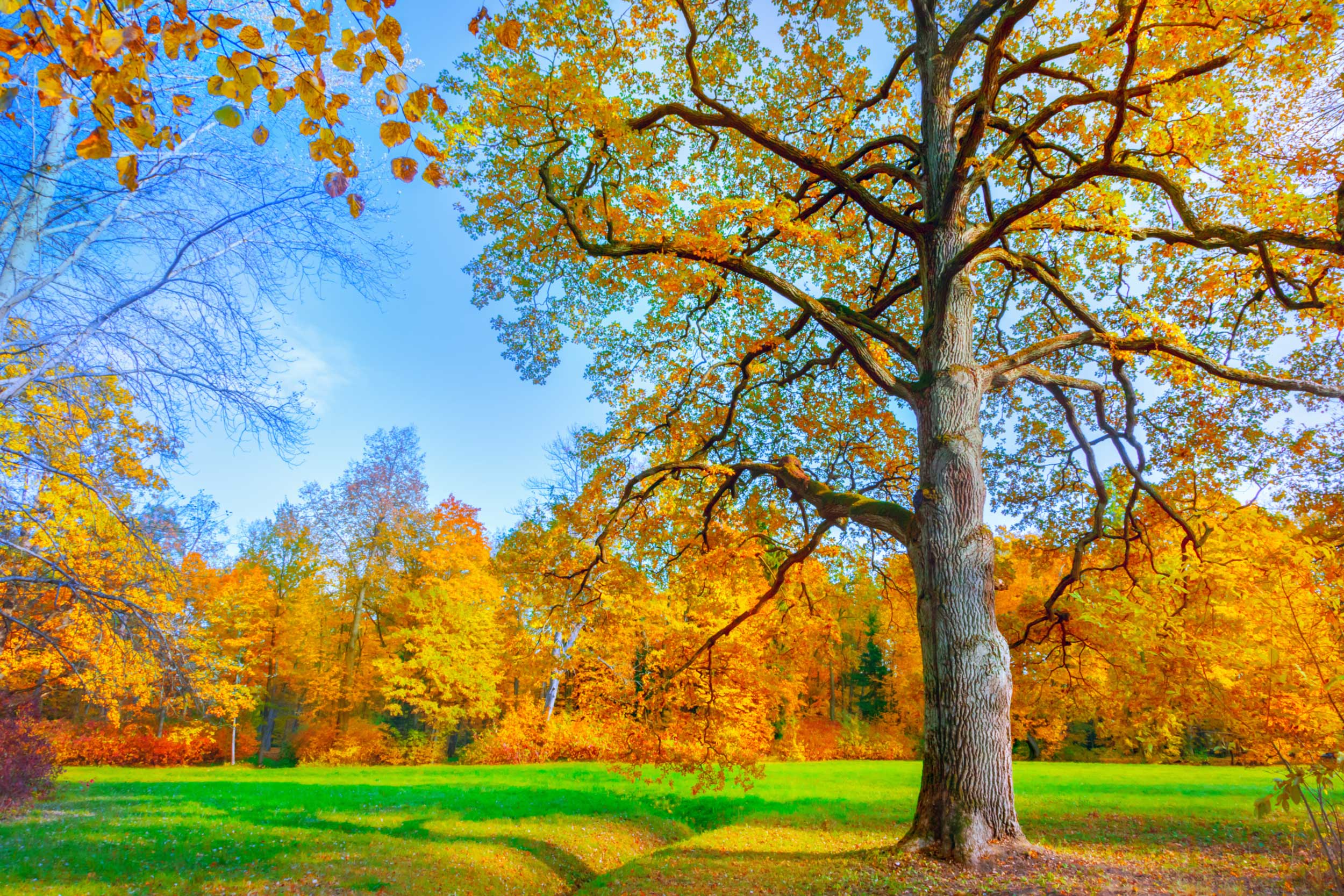 Autumn campus