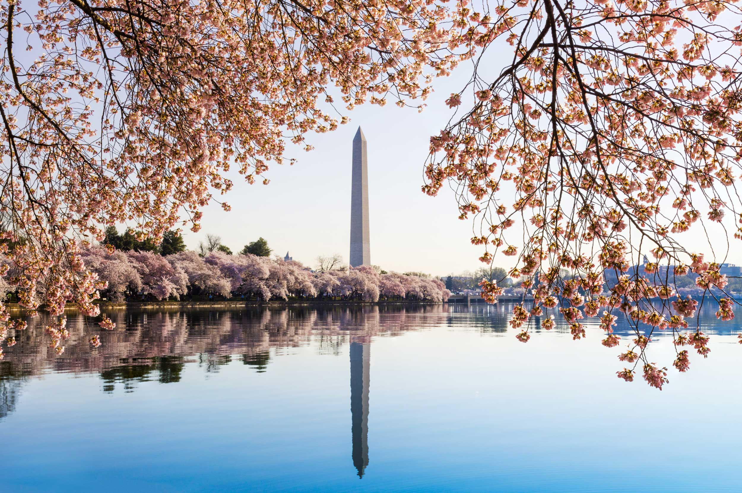 cherry blossoms in front of the river