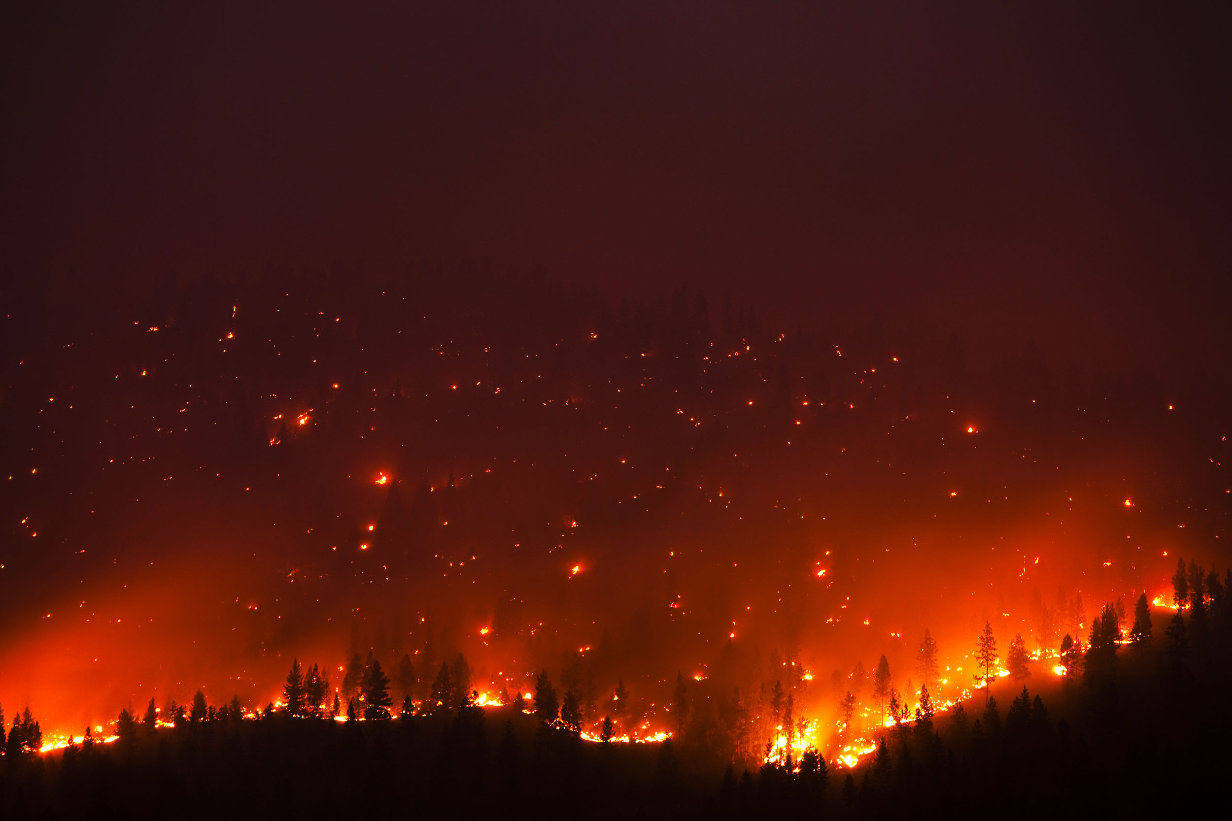 Forest Fire