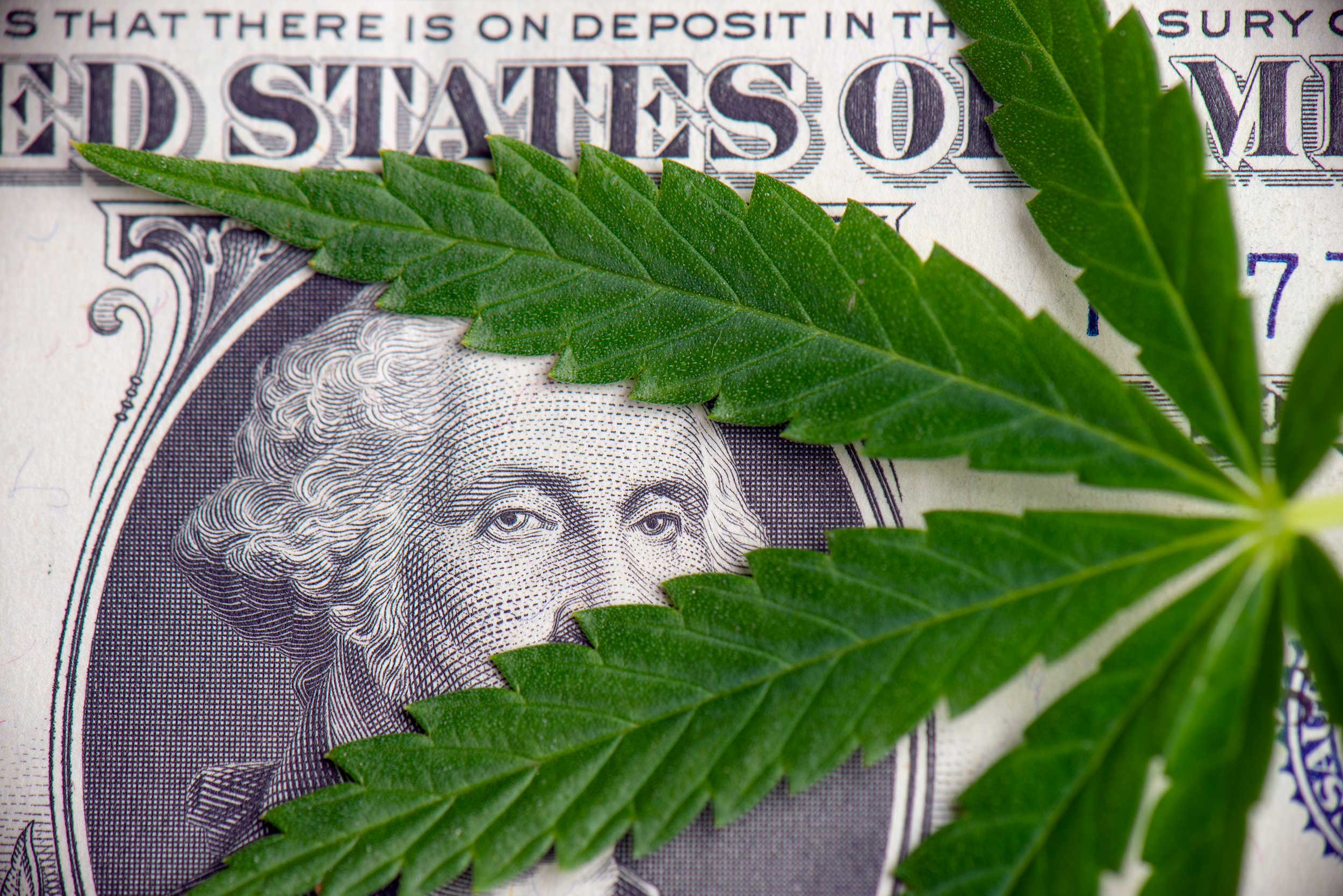 cannabis leaf over american dollar bill