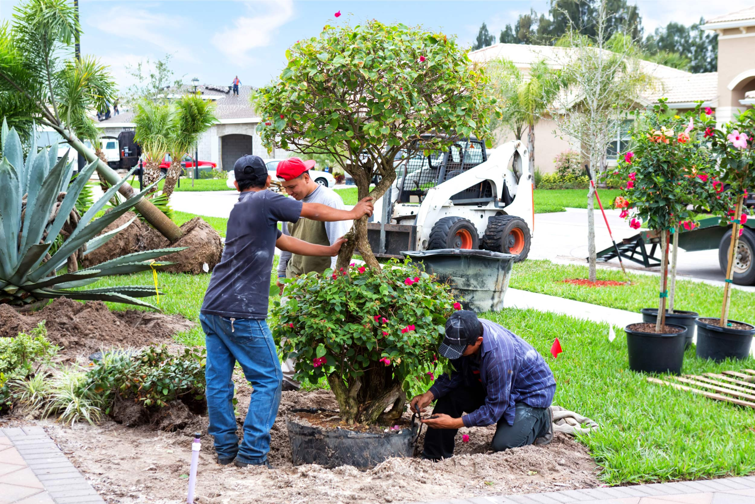 people planting tree on lanscape
