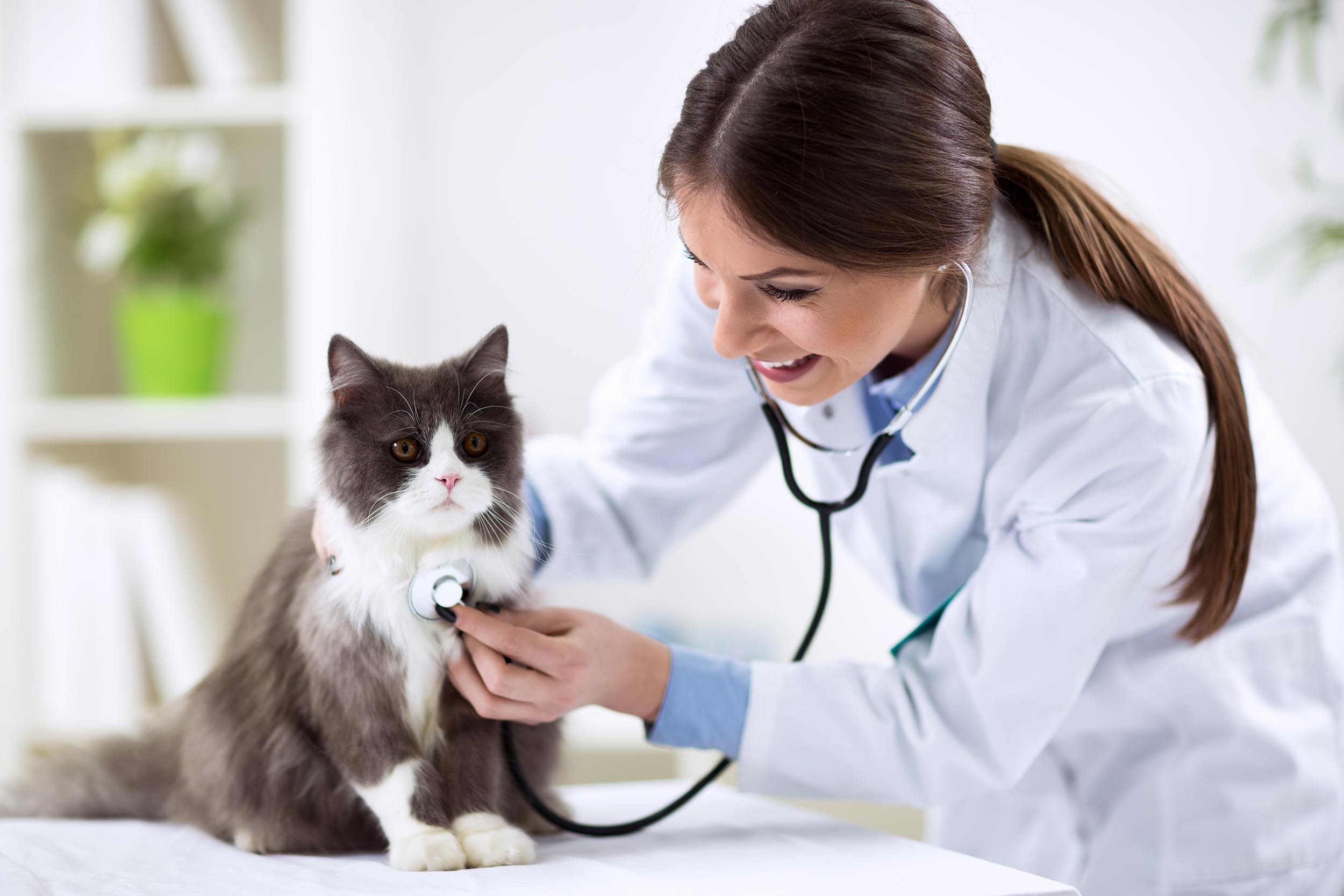 cat with veterinarian doctor
