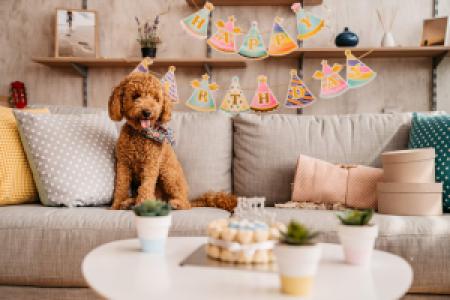 a dog at a birthday party looking at cake