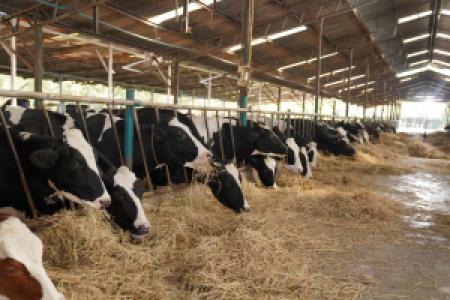 cows in a dairy farm