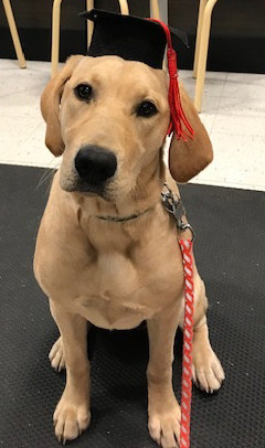Autumn, the office dog and "Chief Officer of Morale"
