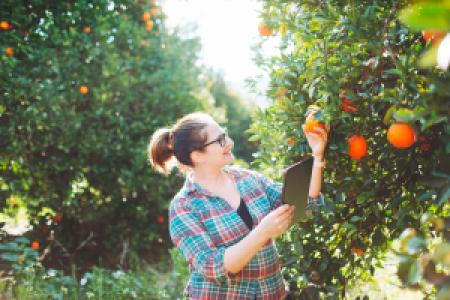an orchard worker examining and harvesting fruit